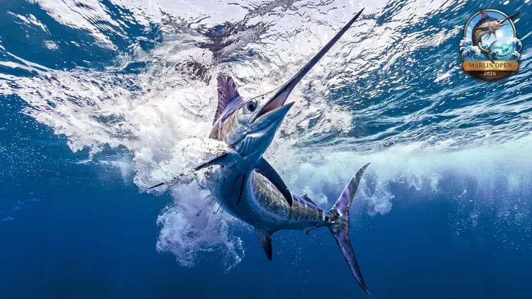 Турнир Marlin Open в Real VR Fishing: первый раунд стартовал!